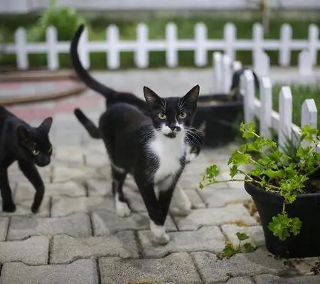 Entire Niku With Beautiful Garden Vlorë